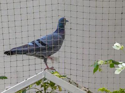 Anti Bird Netting